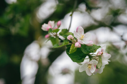 apple tree blossom