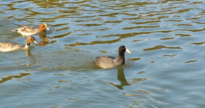 eurasian coot carrying food swims away from other ducks