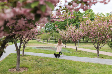 Fototapeta premium Woman walking a black pug dog on a leash in a blooming sakura park.