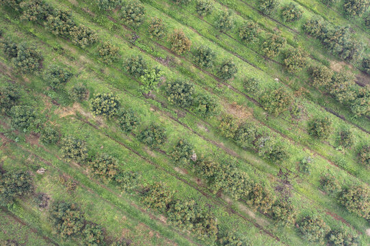 Aerial view of avocado fields planted in neat rows across the rolling landscape of Uruapan, Michoacan, Mexico.