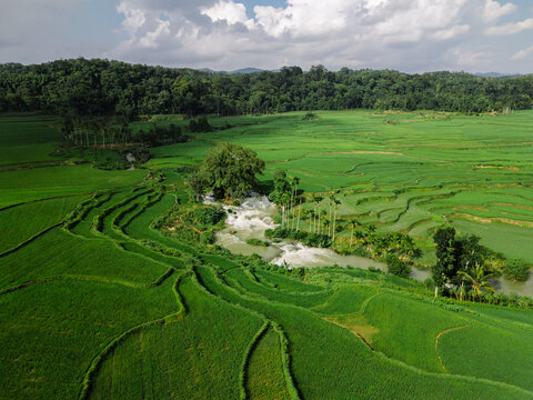 Scenic Waikacura waterfall cascading through lush green rice fields in Sumba Island, Indonesia