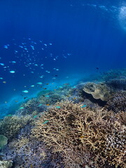 coral reef and diver © 真美子 上村