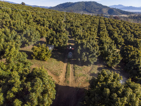 Aerial view of avocado fields with a tractor spraying the trees along a dirt path in the hilly landscape of Uruapan, Michoacan, Mexico.