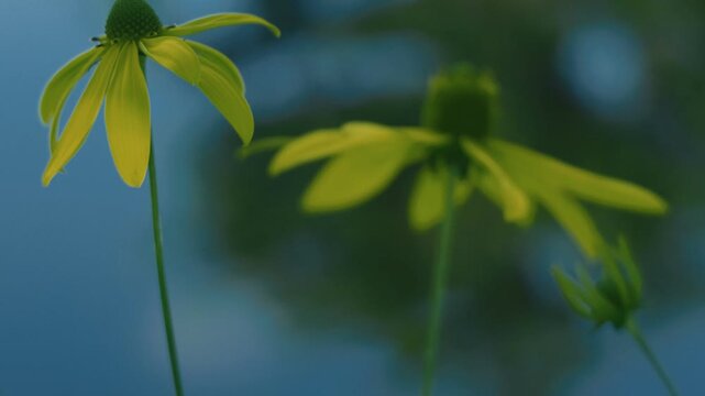Close-up of a yellow flower with a lotus pond in the background