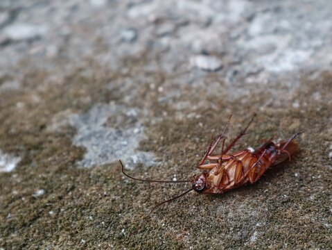 Close-up of a dead cockroach lying upside down on a dirty concrete surface, representing pest control, hygiene issues, extermination, and household insect infestation