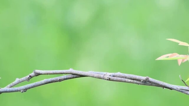 Common Kingfisher Perched on Dry Twig