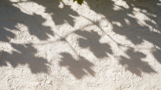 Shadow of Leaves Projected on White Textured Wall Background