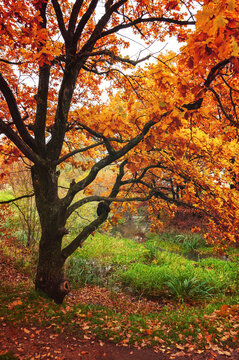 Autumn park landscape, oak tree with orange leaves in cloudy October day, fall nature background