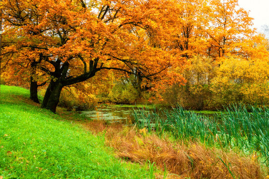 Autumn park landscape, spreading oak tree at the bank of the river in cloudy day, October nature background