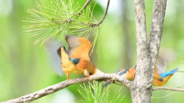 Two Common Kingfishers Squabbling on Pine Branch
