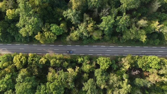 Aerial view of a straight asphalt road cutting through a dense green forest with lush trees and shadows in Bantzenheim, Grand Est, France.
