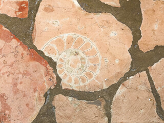 Stone tiles with ammonite fossils at Kitzbuehel, Tyrol, Austria © Martin Erdniss