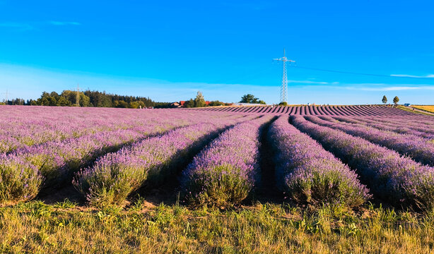 Biggest Lavandula, lavender, fields in south germany, like in Provence, France, in full bloom located at Adlstrass, Dorfen, Erding, Bavaria, Germany