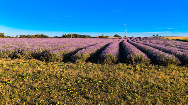 Biggest Lavandula, lavender, fields in south germany, like in Provence, France, in full bloom located at Adlstrass, Dorfen, Erding, Bavaria, Germany