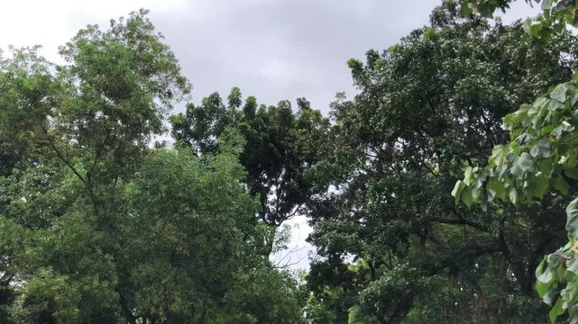 Wide view of dense tropical tree crowns surrounding a gray sky gap, with subtle leaf movement for climate, forestry, conservation, weather, and environmental media.