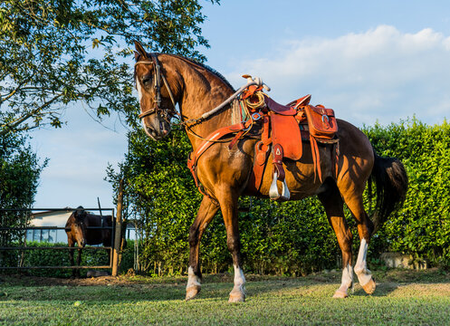 Caballo ensillado en finca rural durante la hora dorada con paisaje campestre