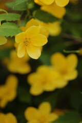 Obraz premium ヤマブキの花