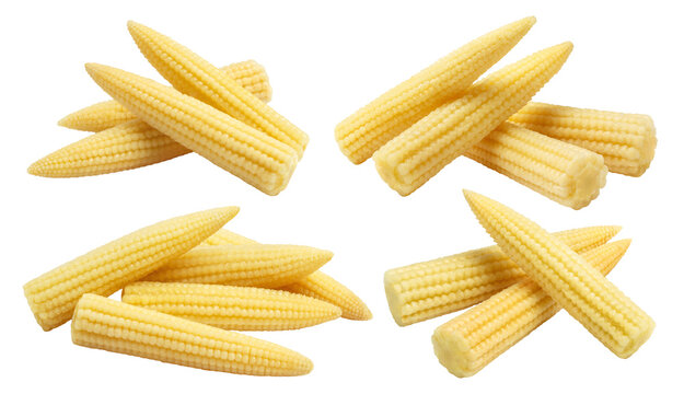 Collection of fresh young corn cobs, isolated on transparent cutout background