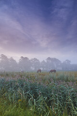 Obraz premium Farm, nature and horses with mist, fog and calm with countryside and landscape. Field, sky and ecology for growth, carbon capture and serenity with peaceful meadow and harvest with animals or pasture