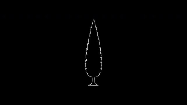 White cypress tree outline drawing on black background
