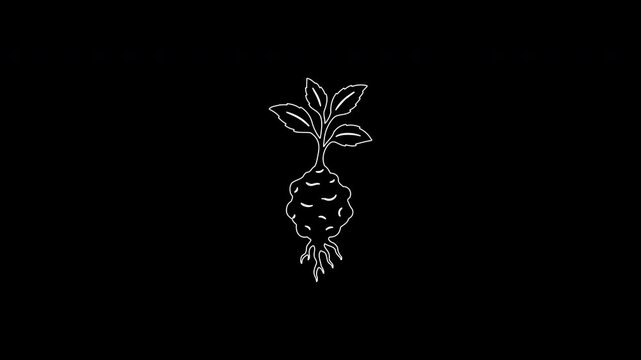Animated mandrake root growing process animation