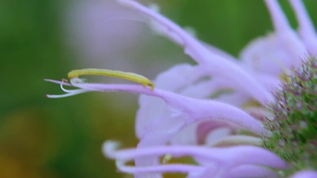 Inchworm Eats on Petal of Wild Bergamot