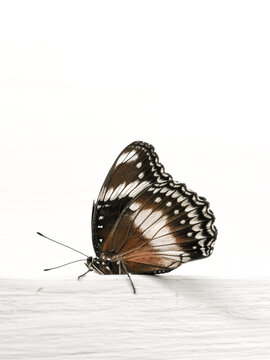 The Hypolimnas bolina butterfly is commonly known as the Great Eggfly. It belongs to the family Nymphalidae and is widely distributed across the tropical and subtropical regions of Asia.