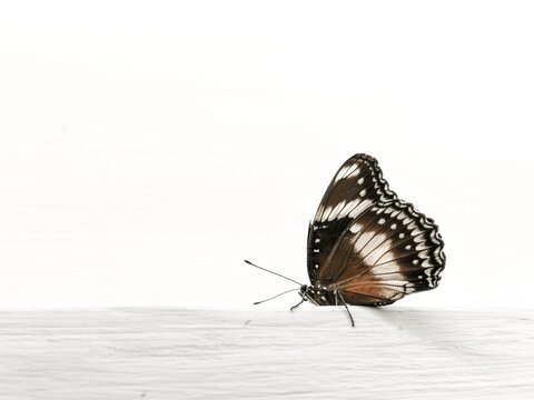 The Hypolimnas bolina butterfly is commonly known as the Great Eggfly. It belongs to the family Nymphalidae and is widely distributed across the tropical and subtropical regions of Asia.
