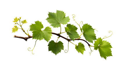 Obraz premium Fresh Green Grape Vine Branch with Leaves Isolated Transparent Background