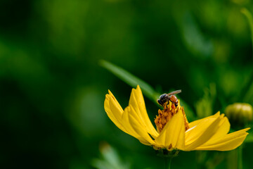 Close-up macro photo of a honey bee collecting nectar from a bright yellow flower with green background © keerati
