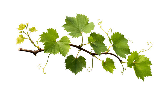 Fresh Green Grape Vine Branch with Leaves Isolated Transparent Background