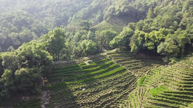Aerial view of the terraced Longjing tea fields with vibrant green rows and a stone pathway winding through the hills in Hangzhou, Zhejiang, China.