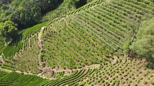 Aerial view of lush green tea plantation rows covering the rolling hills in Hangzhou, Zhejiang, China.