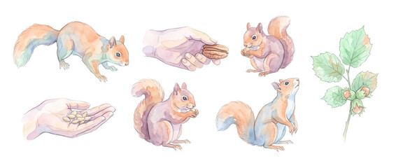Obraz premium Squirrel watercolor clipart set featuring cute wild squirrels feeding on nuts and seeds from human hands with hazelnut branch isolated on black background for autumn design and nature craft projects