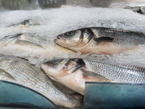 Fresh Sea Bass on Ice at Seafood Market