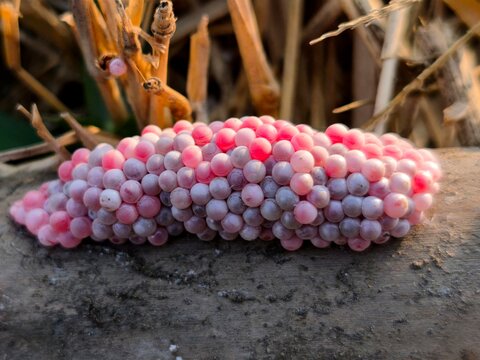Pink golden apple snail eggs clustered on wood, with dried rice plants creating a natural background.