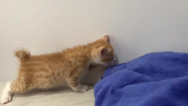 A small ginger kitten with funny bobtail exploring a blue fabric surface indoors.