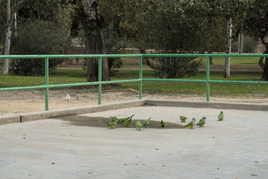 Monk parakeets drink from a puddle on a concrete court in a park in Valencia. Green parrots at a water spot