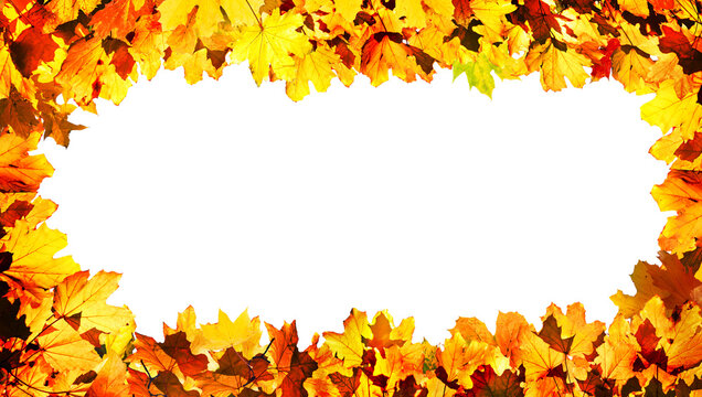 Autumn maple leaf frame isolated on transparent background png