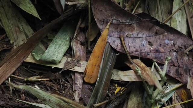 Land leeches inhabit the forest floor and can sometimes jump from leaves.