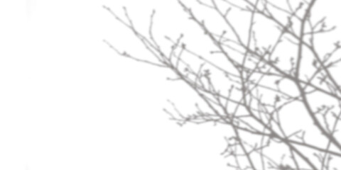 Grey overlay of leafless tree branches, isolated on transparent background © Akib