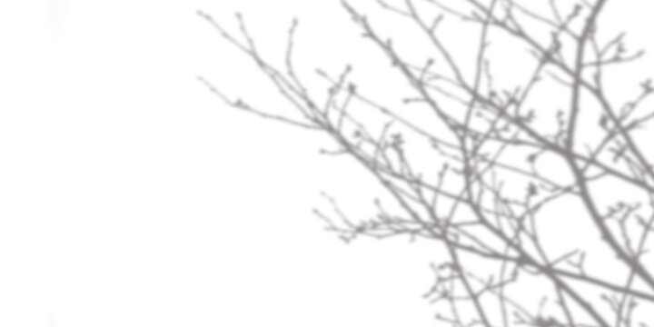 Grey overlay of leafless tree branches, isolated on transparent background