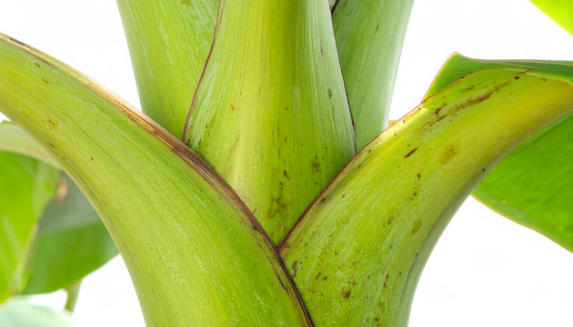 Fresh banana stem macro isolated on white, detailed tropical plant texture for food and botanical use.
