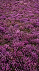 Fototapeta premium A dense, wide angle view of blooming purple and pink heather carpeting the rugged landscape, capturing the essence of late summer abundance ,ground ,wilderness ,vibrant