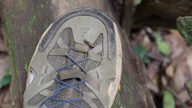 Land leech on a men hiking sandal the upper is made of olive green mesh.
