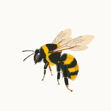 Nature's Pollinator: Detailed Bumblebee Vector Illustration