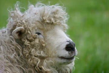 A grey-faced Dartmoor sheep grazing peacefully in a grassy field in the countryside, surrounded by natural pasture in a rural farming landscape. © Beverley