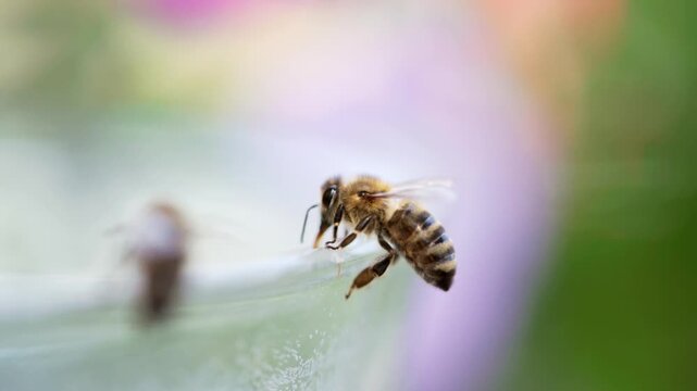 honey bee rests on a bowl with shallow water with sunlit stripes and folded wings capturing a quiet moment of hydration and survival in a harsh urban setting