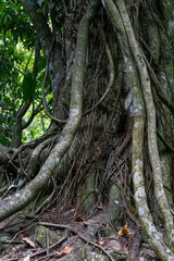 Fototapeta premium Intricate aerial roots and thick vines wrapped around an ancient banyan tree trunk in a tropical forest