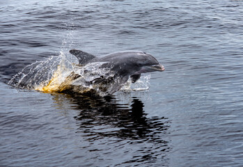 dolphin gliding in the water © Clyde Sweatt